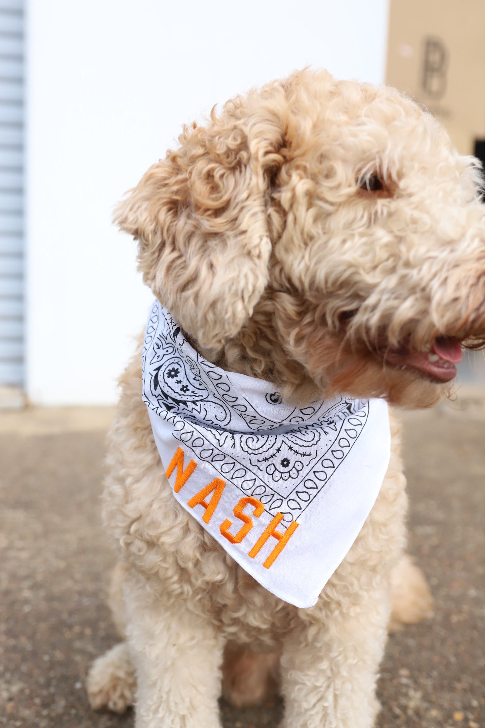 NASH Bandana [White/Orange]