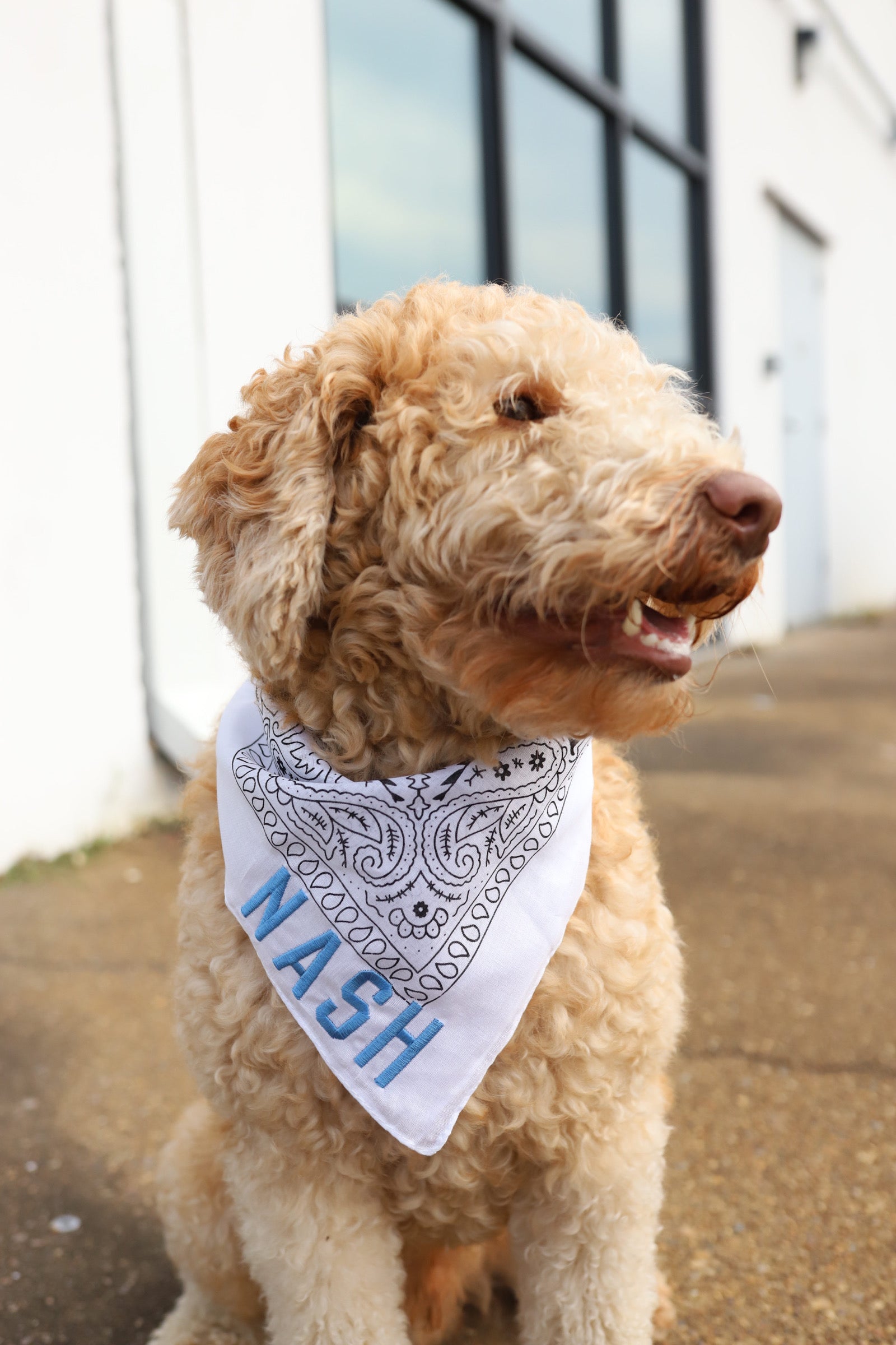 NASH Bandana [White/Light Blue]