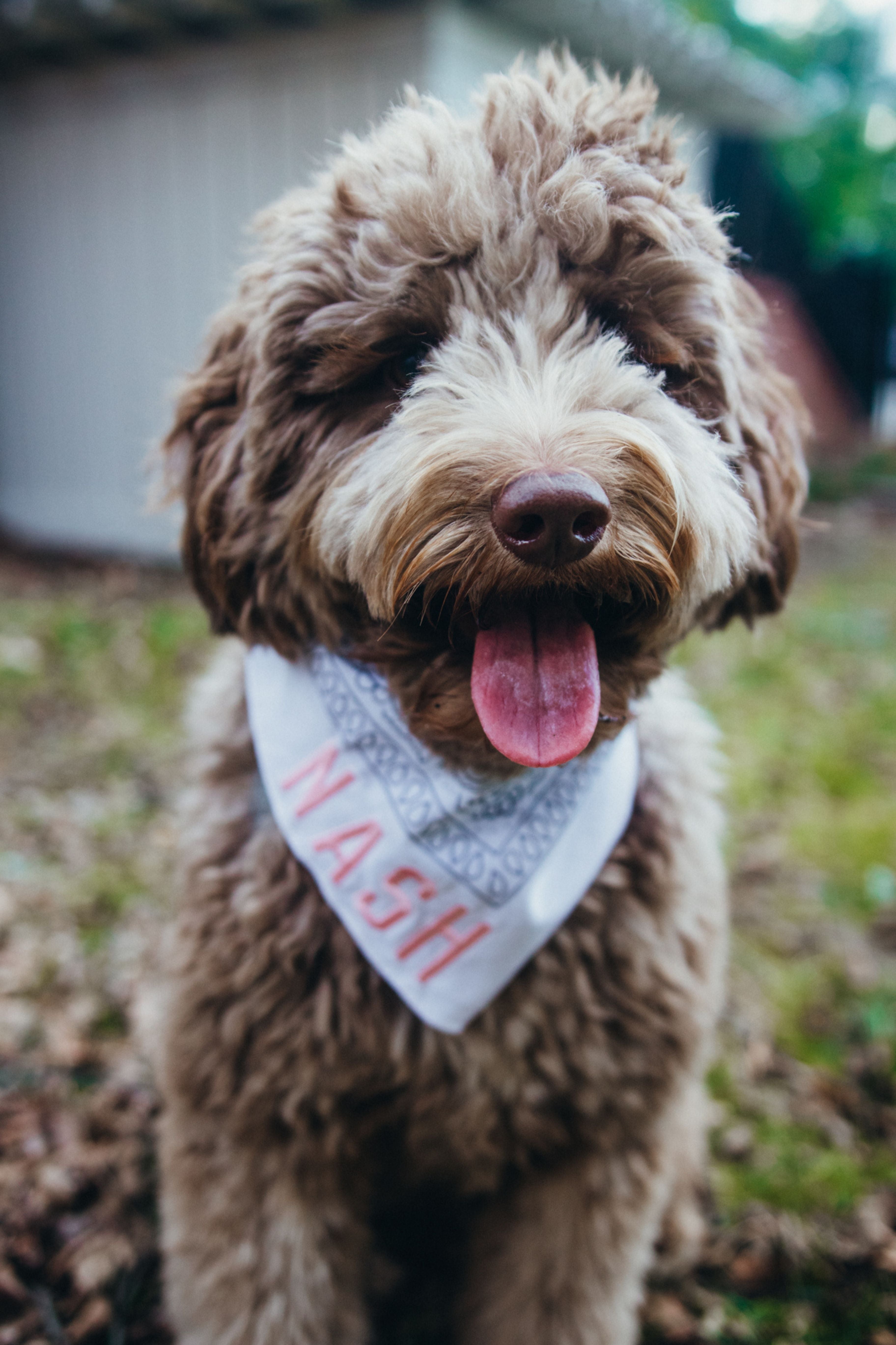 Dog wearing white bandana with pink embroidered nash