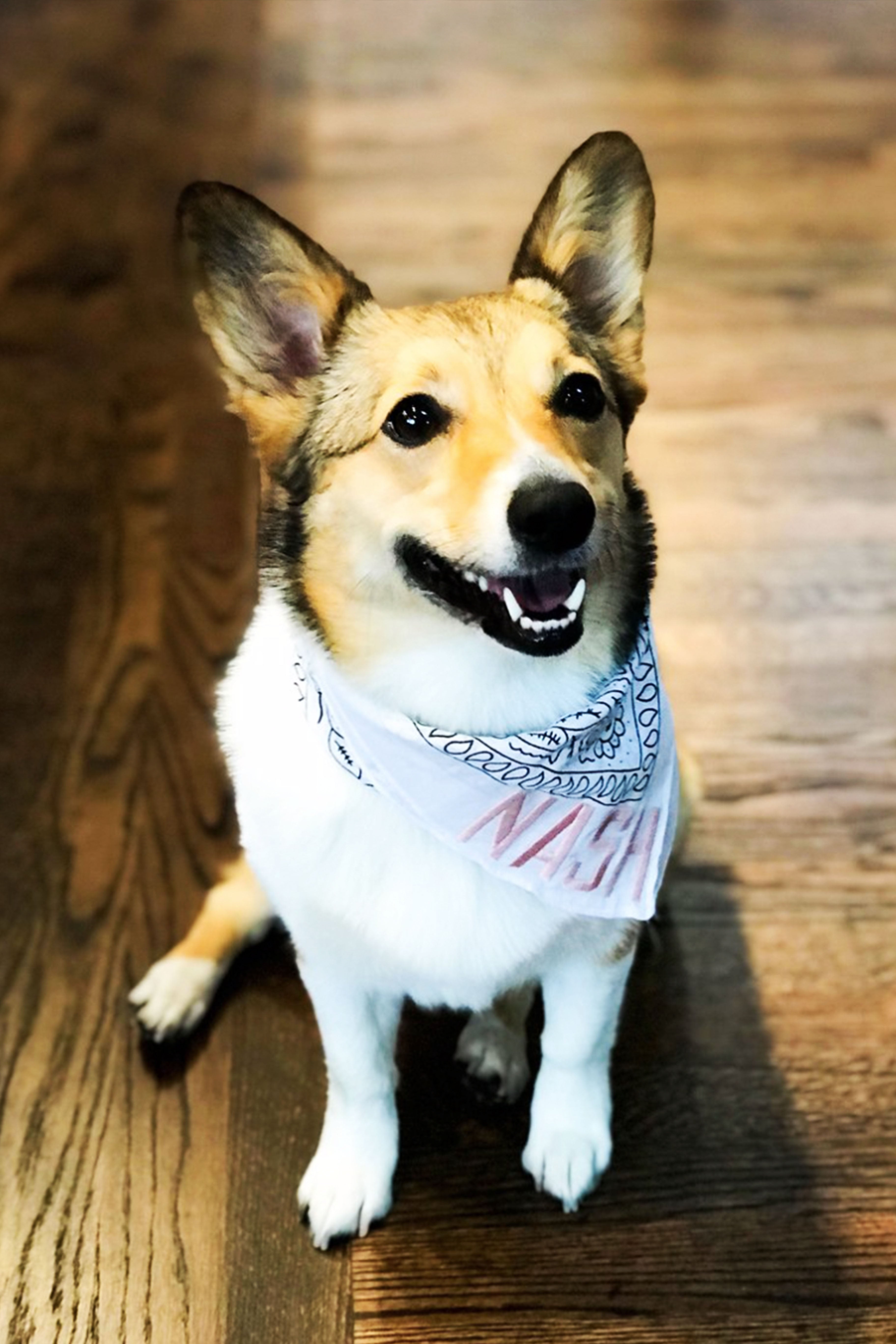 corgi wearing white bandana with blush pink embroidered nash 